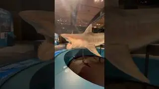 Sharks Exhibit at Witte Museum #sharks #sharkweek #shorts
