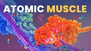 The INCREDIBLE Chemistry of Your Muscles