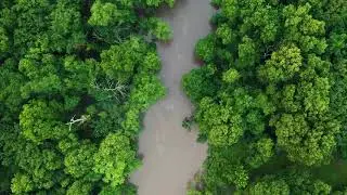 Healing and calming sounds || Nature || Meditation Music || Music for sleeping or studying || 1 hour