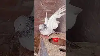 original rampuri golden kabutar #pigeon_lover