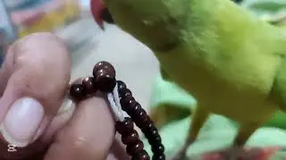 Mojo having fun with prayer beads #parrot#talkingparot#birds#ringneckparrot#cute#pets #mithukibatain