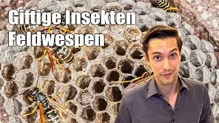 Feldwespen - Verhalten, Stich und allgemeine Infos