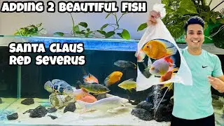 *Adding 2 Special Fish to 5 feet aquarium * | Santa Claus Parrot Fish | Red spotted Severum