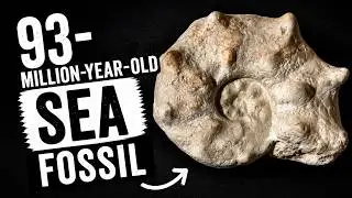 Morocco&rsquo;s 93-Million-Year-Old Sea Fossil 🐚 | Mammites Nodosoides Explained