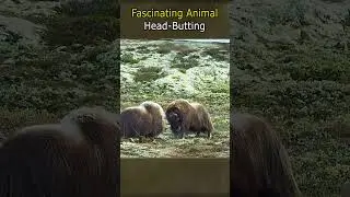 Fascinating Animal Head-Butting!