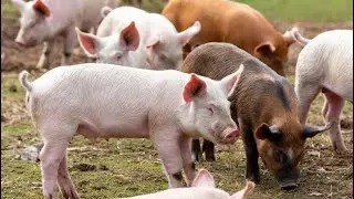 Pig:(Part1-32)Pigs mom cleaning cage and piglets breastfeeding .#animals #pig #farming #piggyroblox 