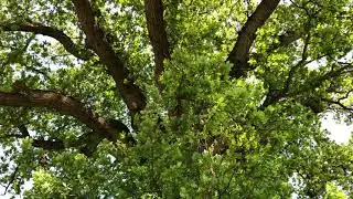 English Oak - entire tree - May 2021