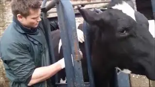 Тестирование коров на туберкулез. Часть 2. Сдать или не сдать?