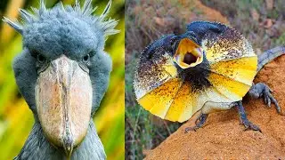 5 Most Exotic Animals In Australia | Rare Animals You Didn't Know About ▶ 1