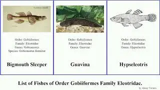 Fishes of Order Gobiiformes Family Eleotridae bully cod carp sleeper sleepers australis sinensis