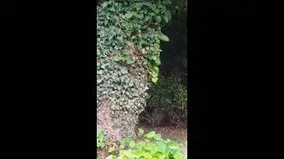 plaga biedronek.ladybug plague