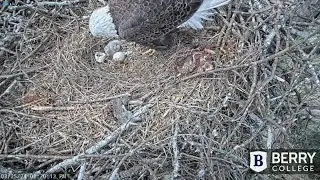 Berry College claims new pair of eagles on campus