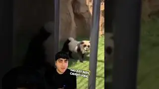 Zoo Caught Painting Dogs As Pandas 😭