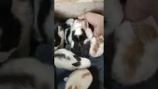 catching cute baby rabbits in the rain😍 #cute #farming #trendingshorts #pets #bunny