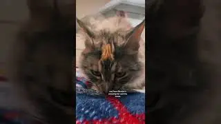 😺Oimmal Cat Hemp Calming Chews are here to provide a natural solution, promoting relaxation.🌿