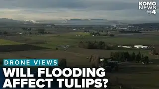 DRONE VIEWS: Will the western Washington floods impact the amazing annual Skagit County tulip bloom?