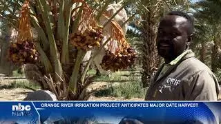 Orange River Irrigation Project to harvest 200 metric tonnes of dates - nbc