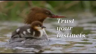 Trust your instincts - An unexpected encounter / Wildlife Photography Blog / British Wildlife