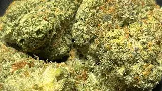 Smoke and Ride | Cannabis Creation | Redemption Guava Barz | Jungle Juice Live Rosin | 