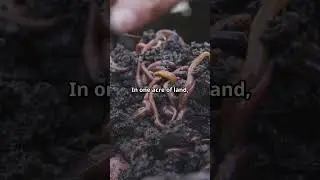 Mind Blowing Earthworm Facts!  #facts #funfacts