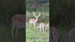 Rare Albino Deer Spotted! 🦌 Herd on the Move at Tatton Park, Knutsford