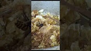 Praying Mantis Attacks Giant Hornet