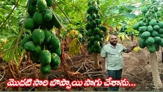 మన రైతు మన మొక్క తొలిసారి పంట సాగు మంచి దిగుబడి 0% వైరస్  నాణ్యమైన బొప్పాయి మొక్కలు ||AGRI GURU||