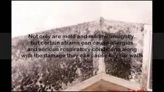 cleaning mold off walls