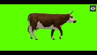 cow green screen video////copyright free green screen video