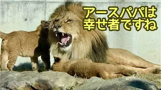 アースパパは幸せ者ですね【のんほいパーク】Lion Earth-kun Den-kun Al-kun Silk-chan Toyohashi Zoo 