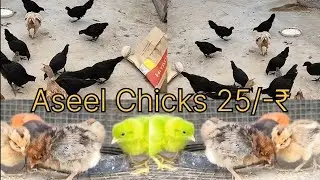 Aseel 🐣 Chicks फार्मिंग 25/-₹ बच्चा ।।