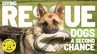 The Dorset rescue centre giving dogs a second chance.