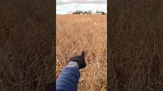 Pheasant Covey Explosion | Dog Work Pays Off