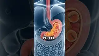 Eat Papaya & See What Happens Inside Your Body 🍈✨#3danatomy #shorts