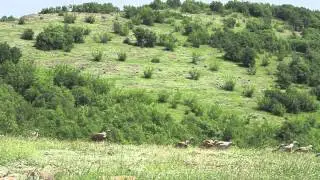 Wild Bulgaria