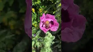 To #bee or not to bee #garden #nature #poppy