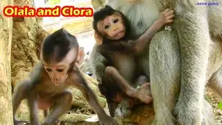 Baby monkey Clora is as beautiful as Olala but just no freedom to walk and play