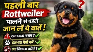 First Time Rottweiler Owner? ये गलतियां मत करना! 🤔 Very important video 