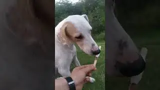 chaand nhi ice cream laavdo bass chintu ko 🐾❤ #straydogs #adoptdontshop #dogs #indiedog #doglover