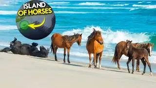 Discover the Island Where Over 500 Wild Horses Survive Extreme Climates Without Human Interference