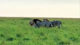 Rongai Rocker Male Lions in Survey Pride area | Kaskaz Male better be careful | Today