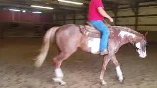 SOLD FOR SALE 2014 overo gelding by CR Good Machine