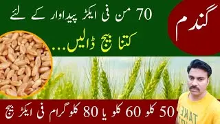 Ideal wheat seed rate for pumper crop | Seedrate for salt affected soils | Abid Ali Agrarian