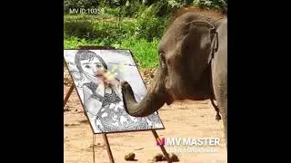 cute saee