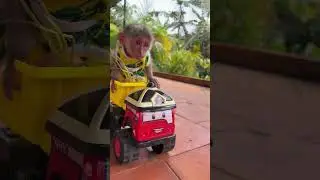 OMG! Baby monkey Moon&rsquo;s funniest toy truck crash 🐒🚛🤣 #Shorts