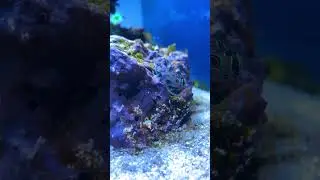 BEAUTIFUL❤️ mandarin &ldquo;goby&rdquo; #aquarium #aquariumfish #reefaquarium #reeftank #fishtank #saltwatertank
