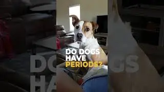 Бывают ли у собак месячные?