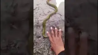 SCARY SNAKE #VIRALSHORTS