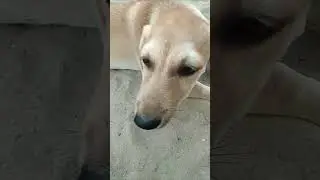 Labroured breathing in dog