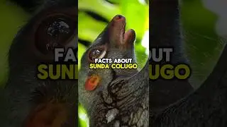 Sunda Colugo Facts!#shorts #short #shortvideo #facts #animals #nature #wildlife #subscribe #small